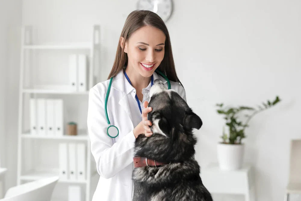 Answering Your Questions About Pet Care at Thornhill's Pharmacy