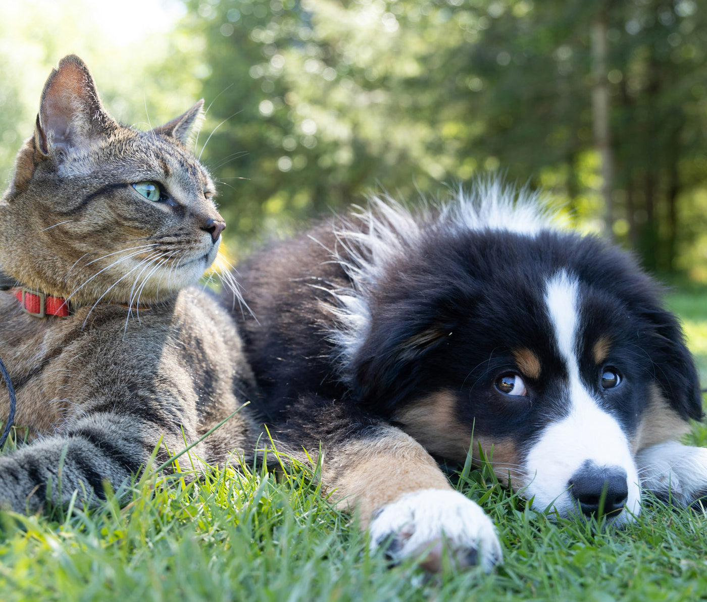 A cat and a dog resting together in the grass